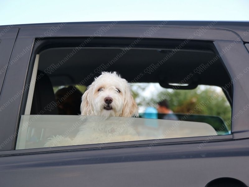 a los perros les gusta mirar por las ventanas