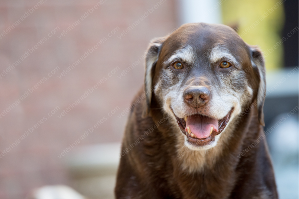 un perro necesita su bazo